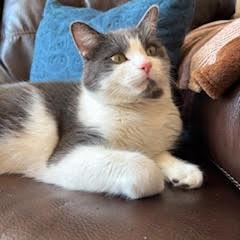 Enlarge Flocker C66906, a Adoptable Domestic Short Hair in Minnetonka, MN image 2/5