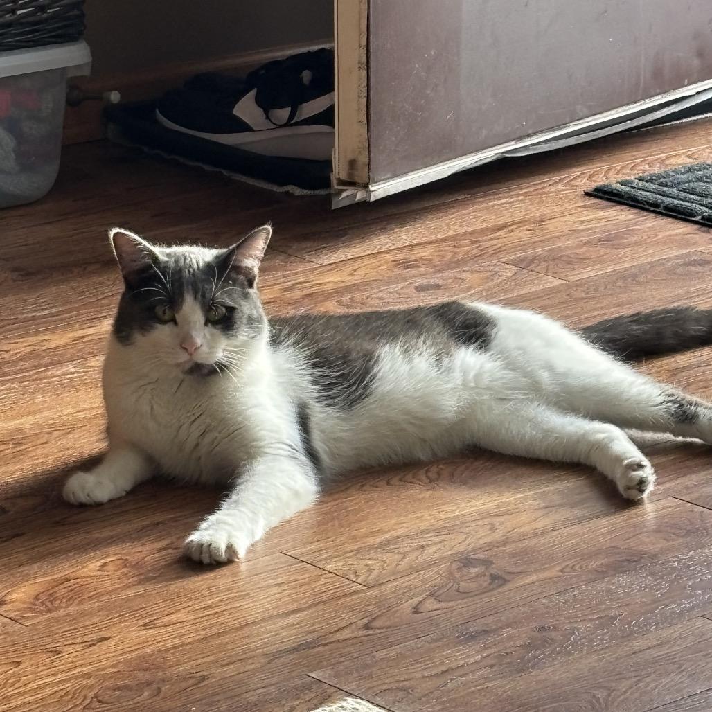 Flocker C66906, a Adoptable Domestic Short Hair in Minnetonka, MN image 3/4