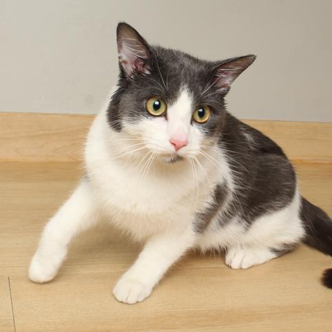 Flocker C66906, a Adoptable Domestic Short Hair in Minnetonka, MN image 4/4