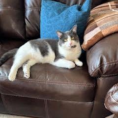 Enlarge Flocker C66906, a Adoptable Domestic Short Hair in Minnetonka, MN image 5/5