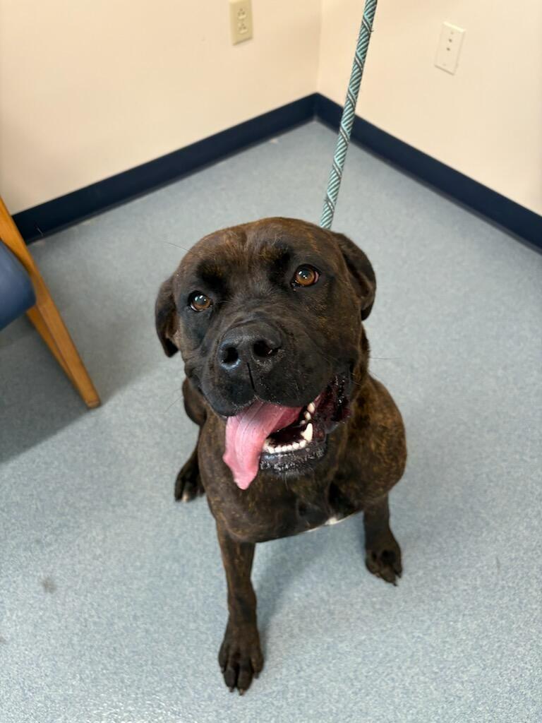 Enlarge Stormy, a Adoptable Mastiff in Portland, IN image 1/5