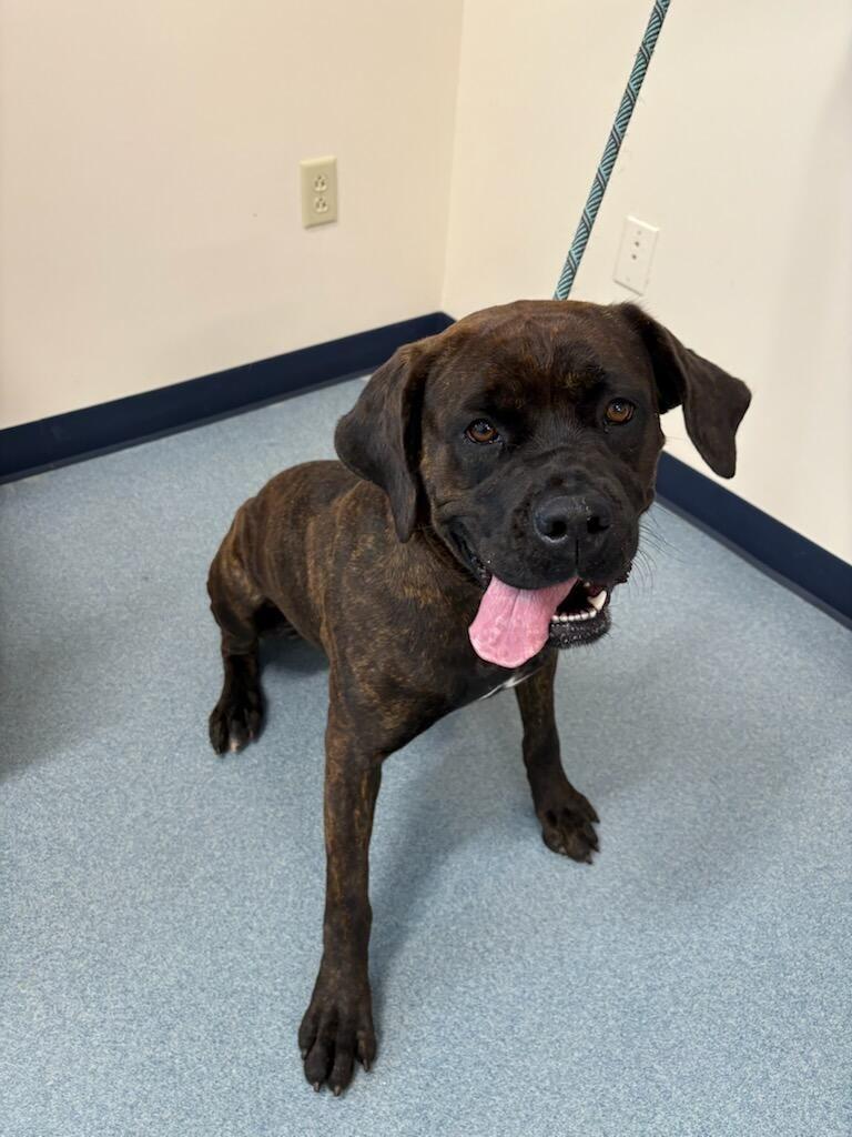 Stormy, a Adoptable Mastiff in Portland, IN image 1/3