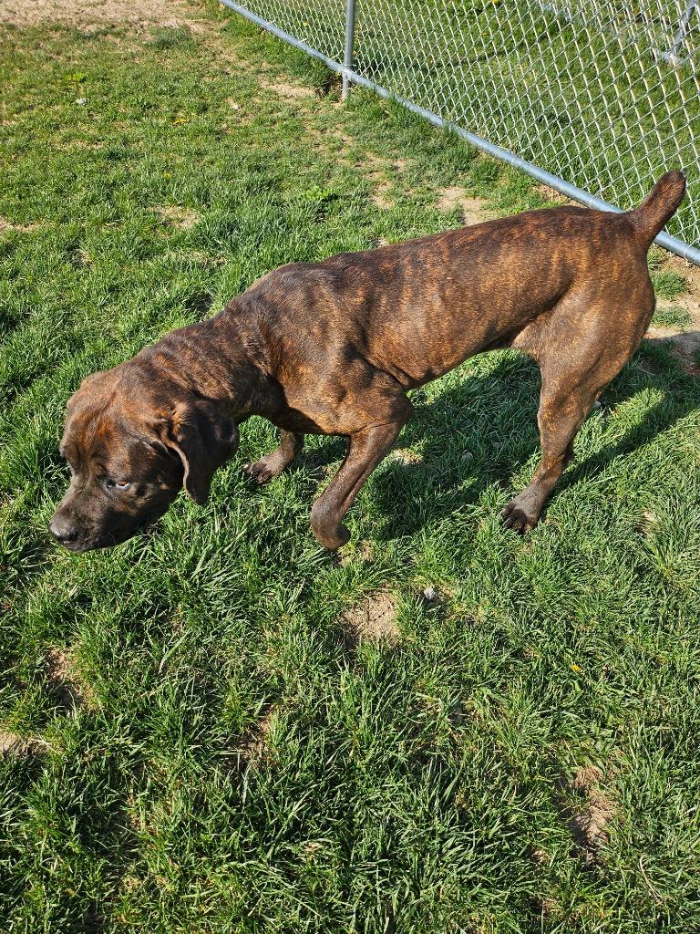 Enlarge Stormy, a Adoptable Mastiff in Portland, IN image 2/5