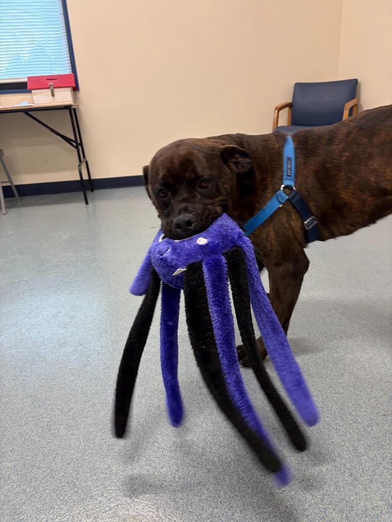 Enlarge Stormy, a Adoptable Mastiff in Portland, IN image 3/5