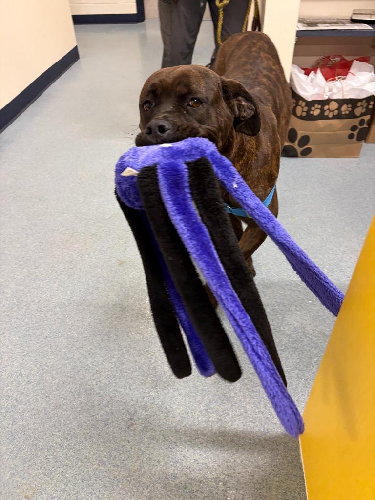Stormy, a Adoptable Mastiff in Portland, IN image 4/5