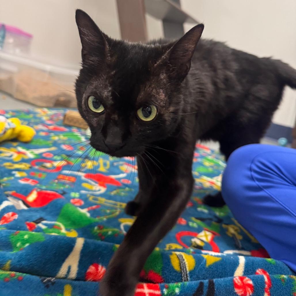 Enlarge Violet, a Adoptable Domestic Short Hair in West Palm Beach, FL image 1/6