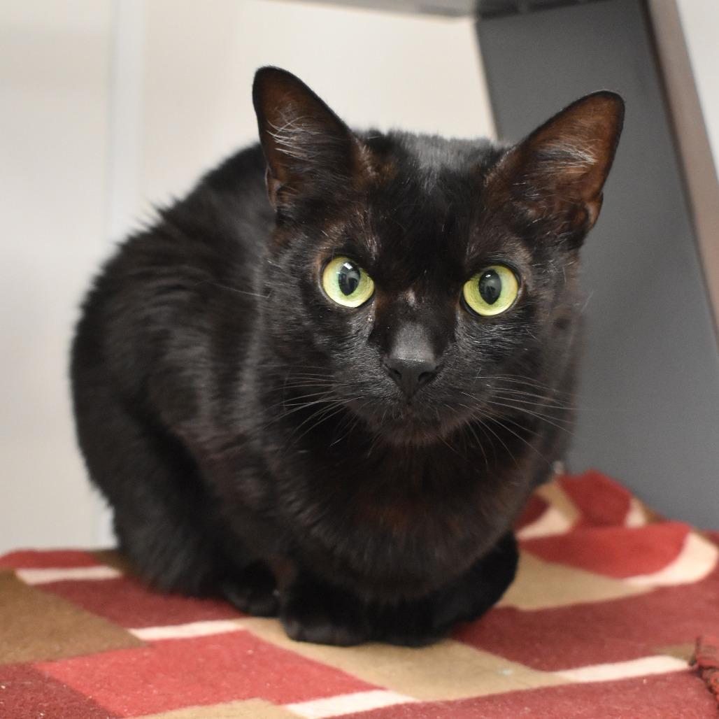 Enlarge Violet, a Adoptable Domestic Short Hair in West Palm Beach, FL image 2/6