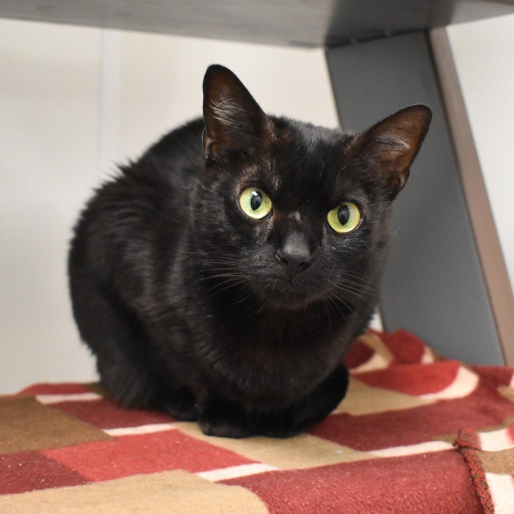 Enlarge Violet, a Adoptable Domestic Short Hair in West Palm Beach, FL image 3/6