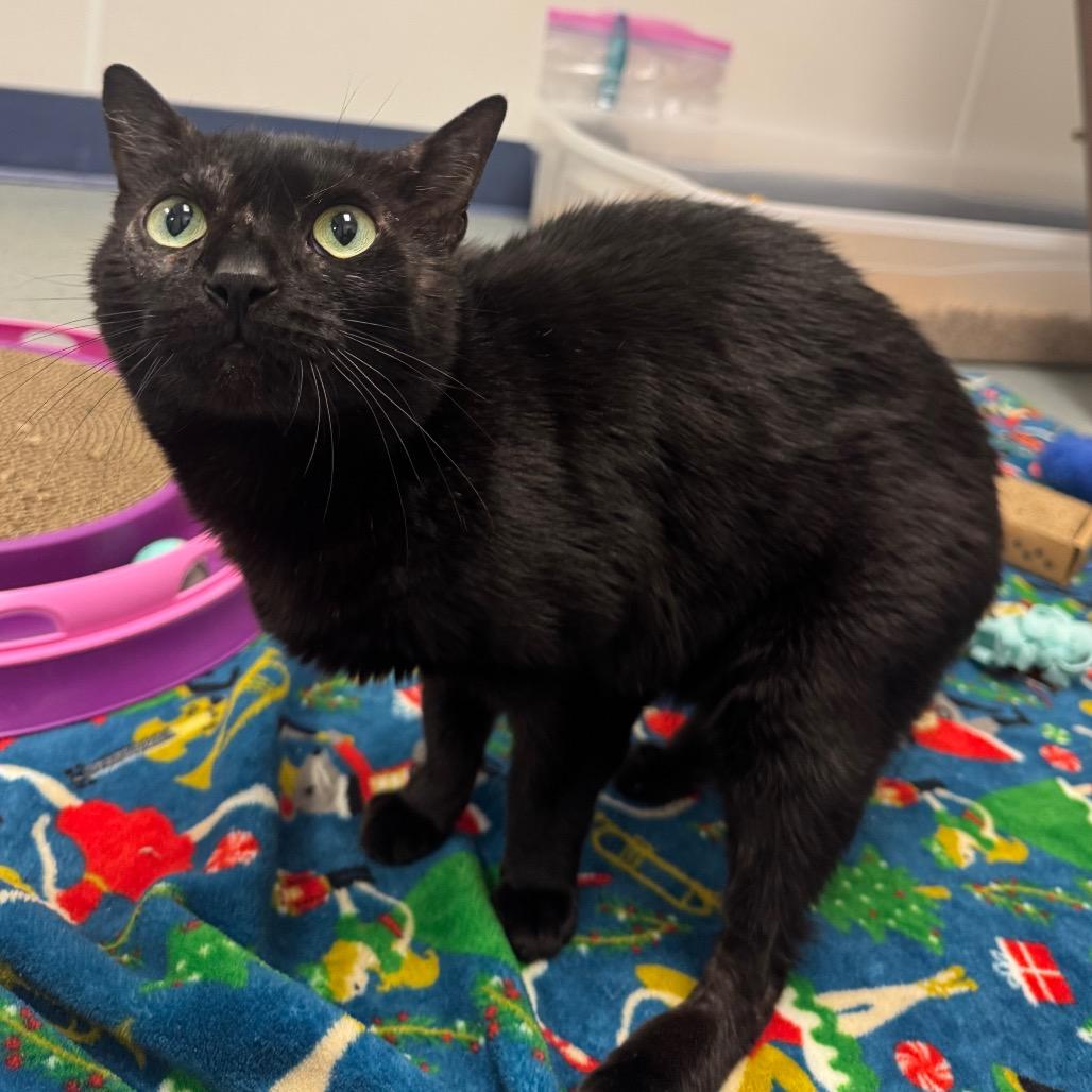 Enlarge Violet, a Adoptable Domestic Short Hair in West Palm Beach, FL image 4/6