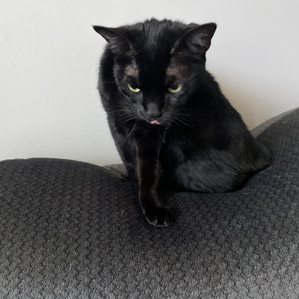 Enlarge Violet, a Adoptable Domestic Short Hair in West Palm Beach, FL image 5/6