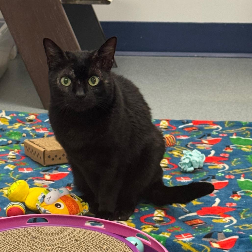 Enlarge Violet, a Adoptable Domestic Short Hair in West Palm Beach, FL image 6/6