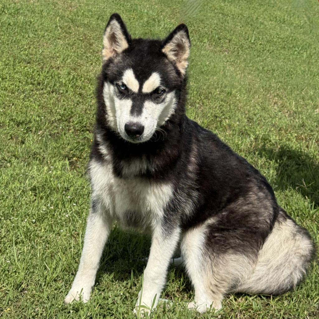 Enlarge Clover, a Adoptable Husky in Brenham, TX image 4/6