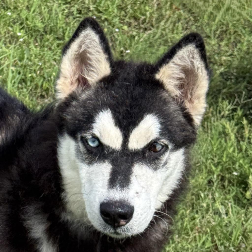 Enlarge Clover, a Adoptable Husky in Brenham, TX image 1/6
