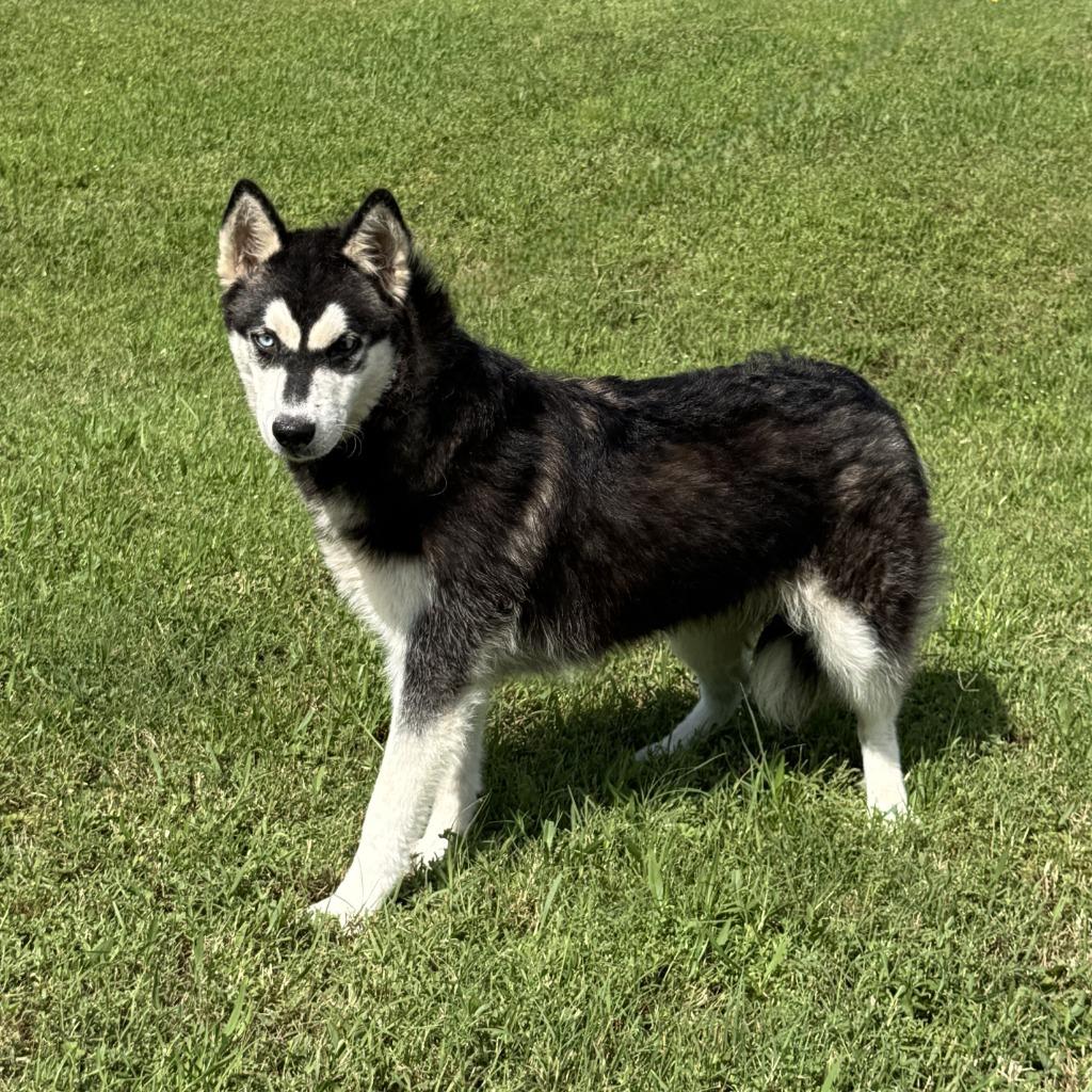 Enlarge Clover, a Adoptable Husky in Brenham, TX image 2/6