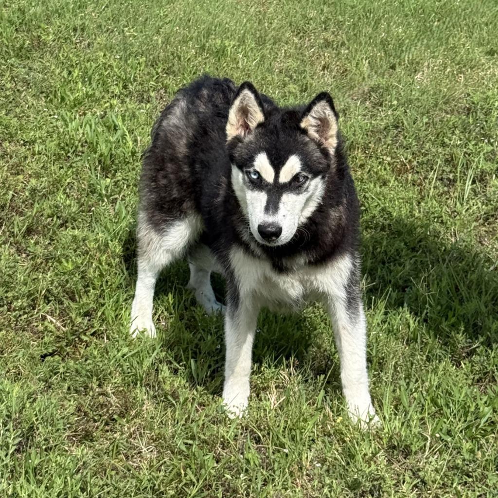 Enlarge Clover, a Adoptable Husky in Brenham, TX image 3/6