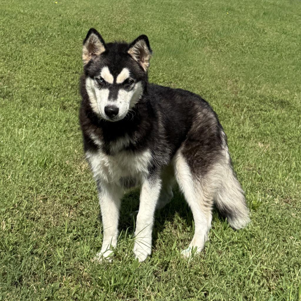 Enlarge Clover, a Adoptable Husky in Brenham, TX image 5/6