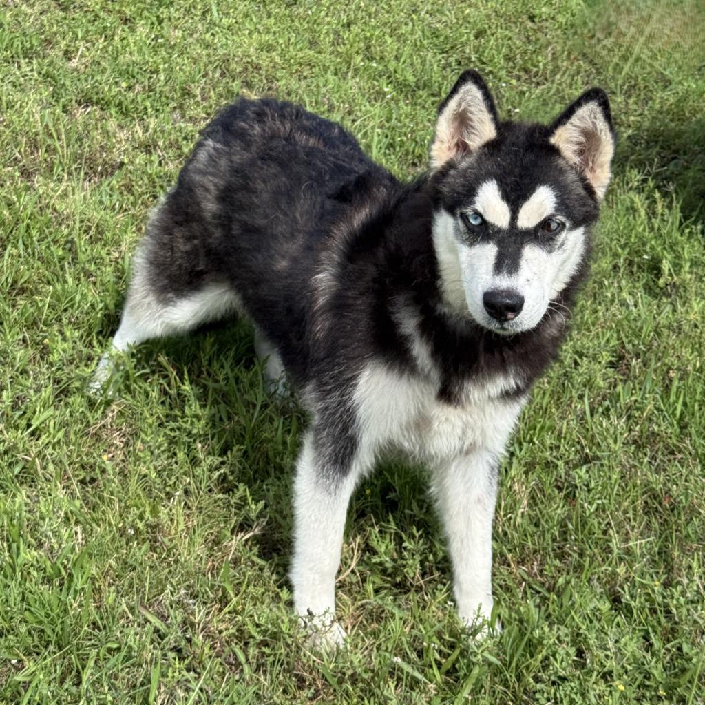 Enlarge Clover, a Adoptable Husky in Brenham, TX image 6/6