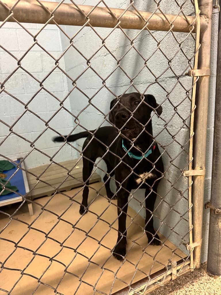 Filly, Adoptable, Young Female Pit Bull Terrier.