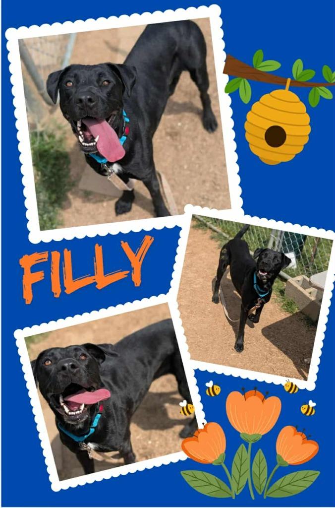 Enlarge Filly, a Adoptable Pit Bull Terrier in Blountville, TN image 2/2