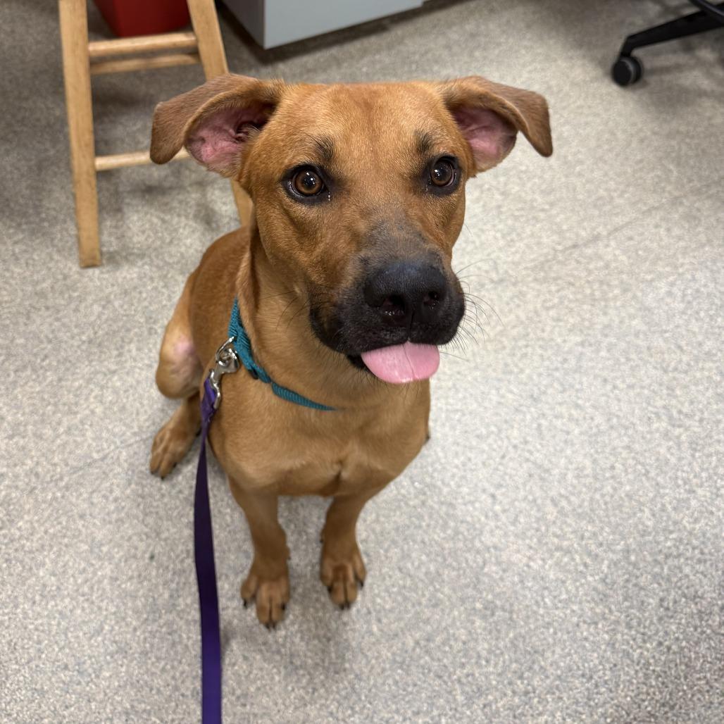Jerry, Adoptable, Adult Male Mixed Breed.