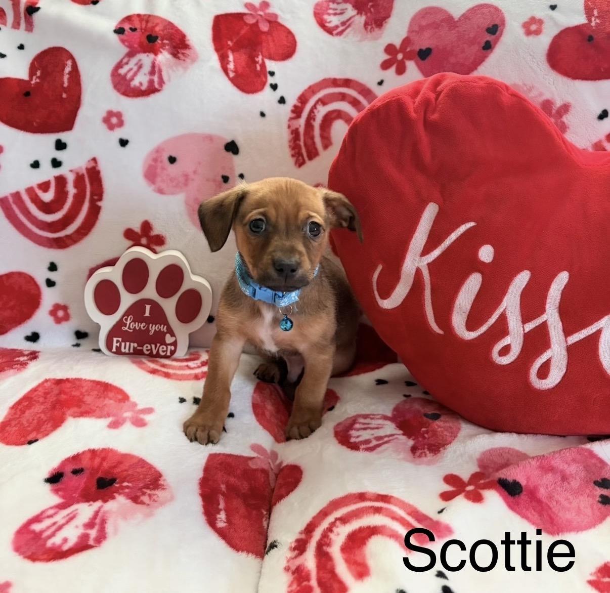 Enlarge Scottie , an adopted mixed breed in Hamilton , NJ image 1/1