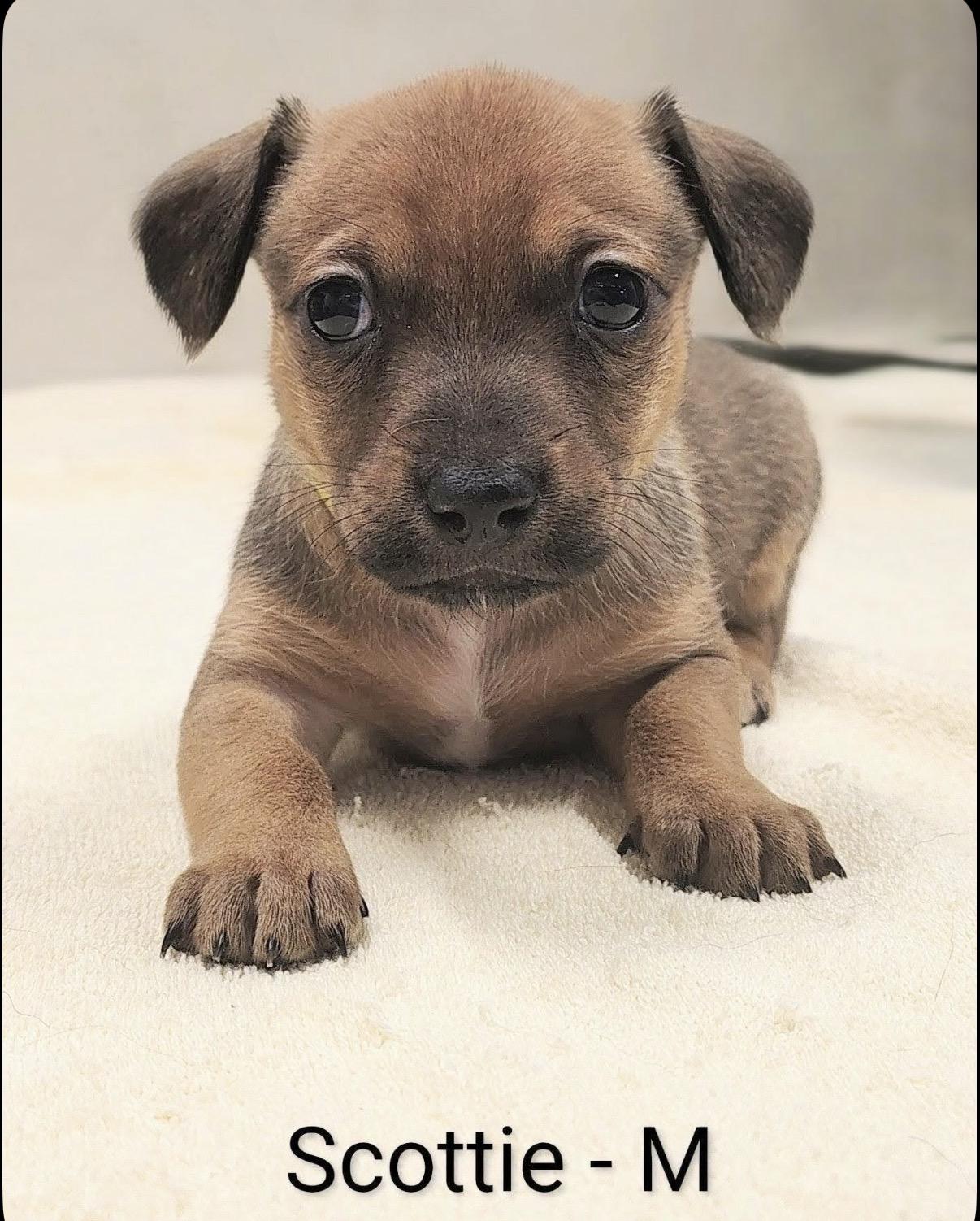 Scottie , Adoptable, Puppy Male Dachshund & Beagle.