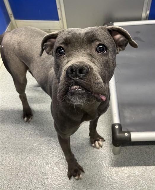 COLLETTE, Adoptable, Young Female Pit Bull Terrier & Mixed Breed.