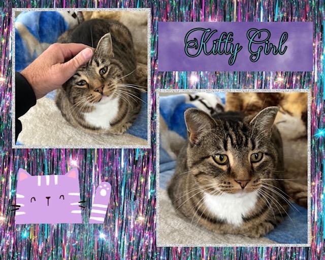 Miss Kitty, Adoptable, Adult Female Domestic Short Hair.