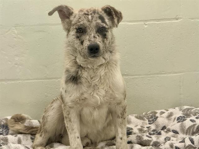 Enlarge OLEANDER, a Adoptable mixed breed in Tacoma, WA image 1/1