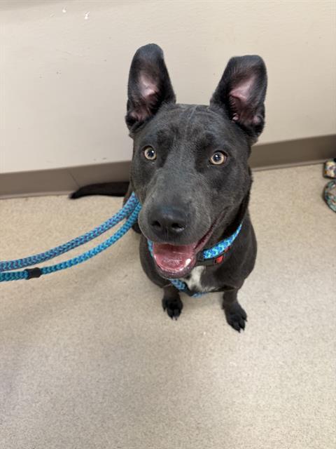 Enlarge BELLA (MIKU), a Adoptable Mixed Breed in Newton, NC image 1/1