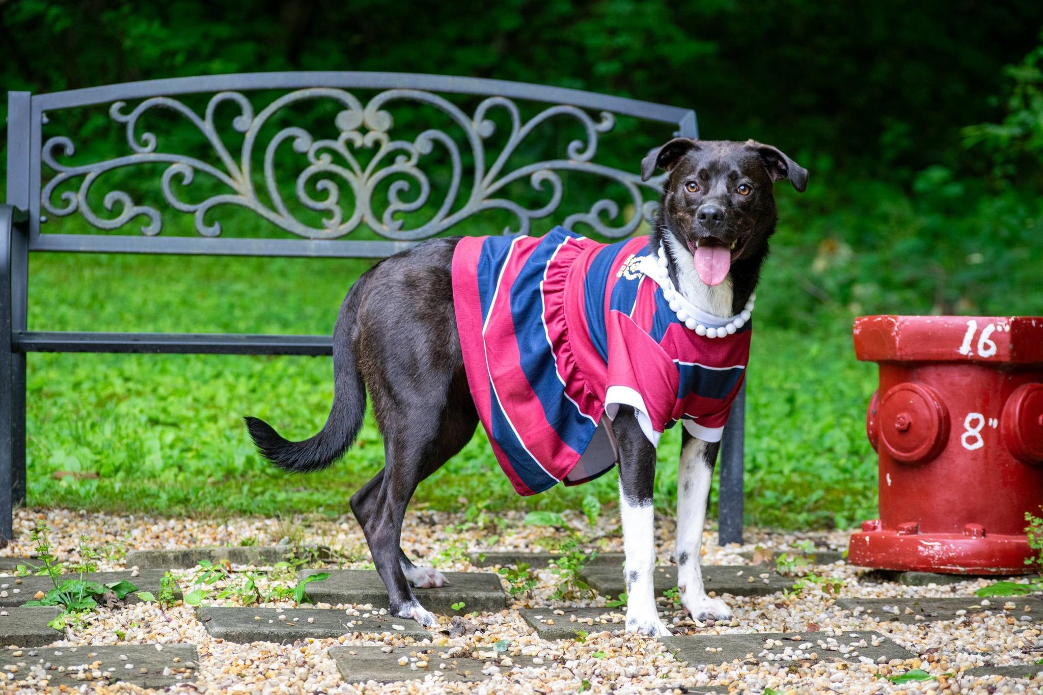 Ellie, a ADOPTABLE mixed breed in Sevierville, TN image 2/4