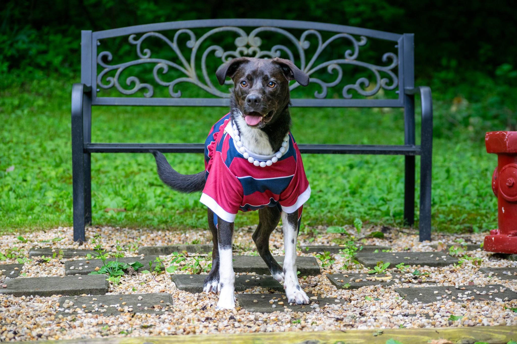 Ellie, a ADOPTABLE mixed breed in Sevierville, TN image 3/4