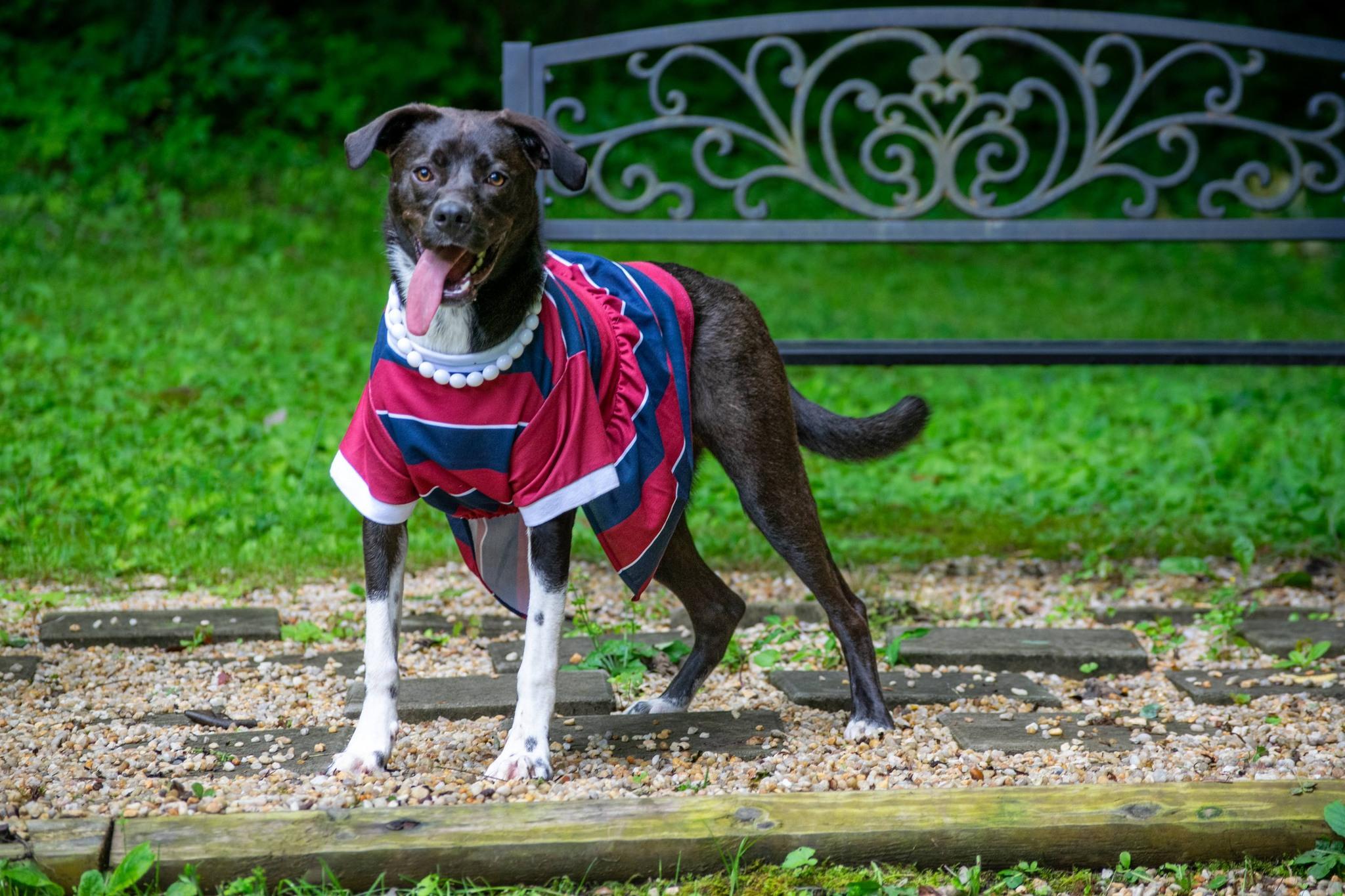 Ellie, a ADOPTABLE mixed breed in Sevierville, TN image 4/4