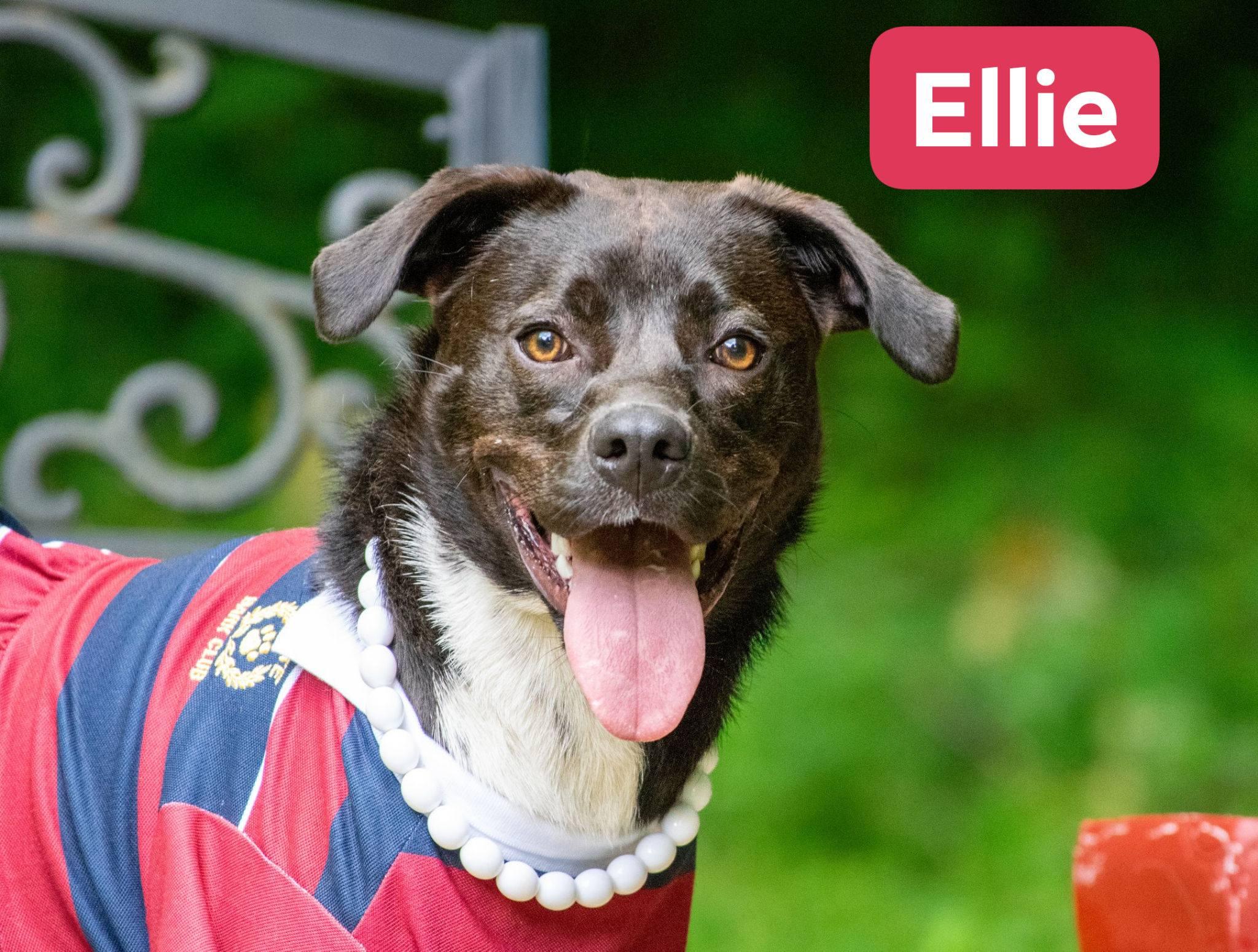 Ellie, ADOPTABLE, Young Female Border Collie & Labrador Retriever.