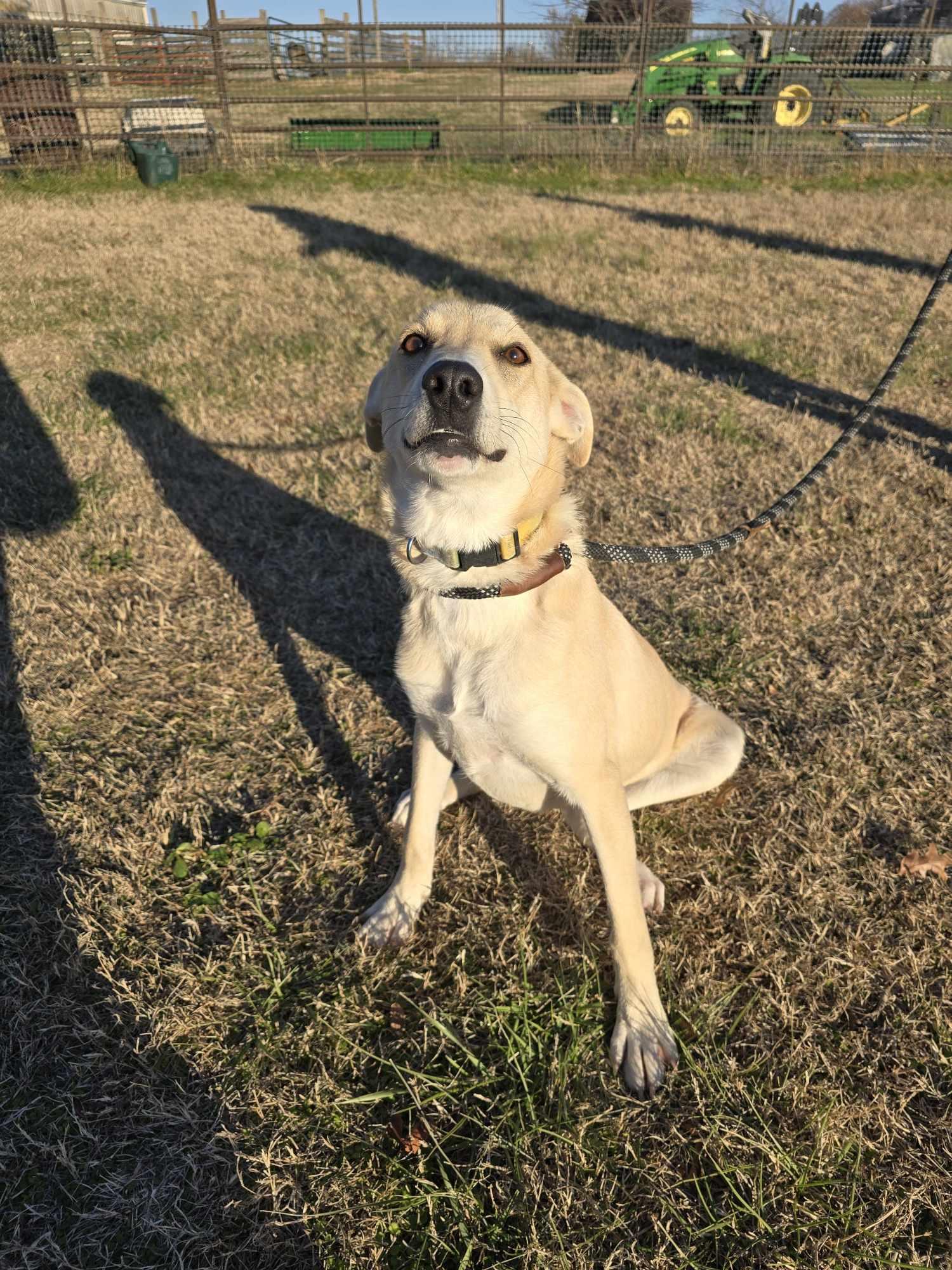 Joaquin aka Quinn (Rescue), a Adoptable mixed breed in Springfield, MO image 1/5