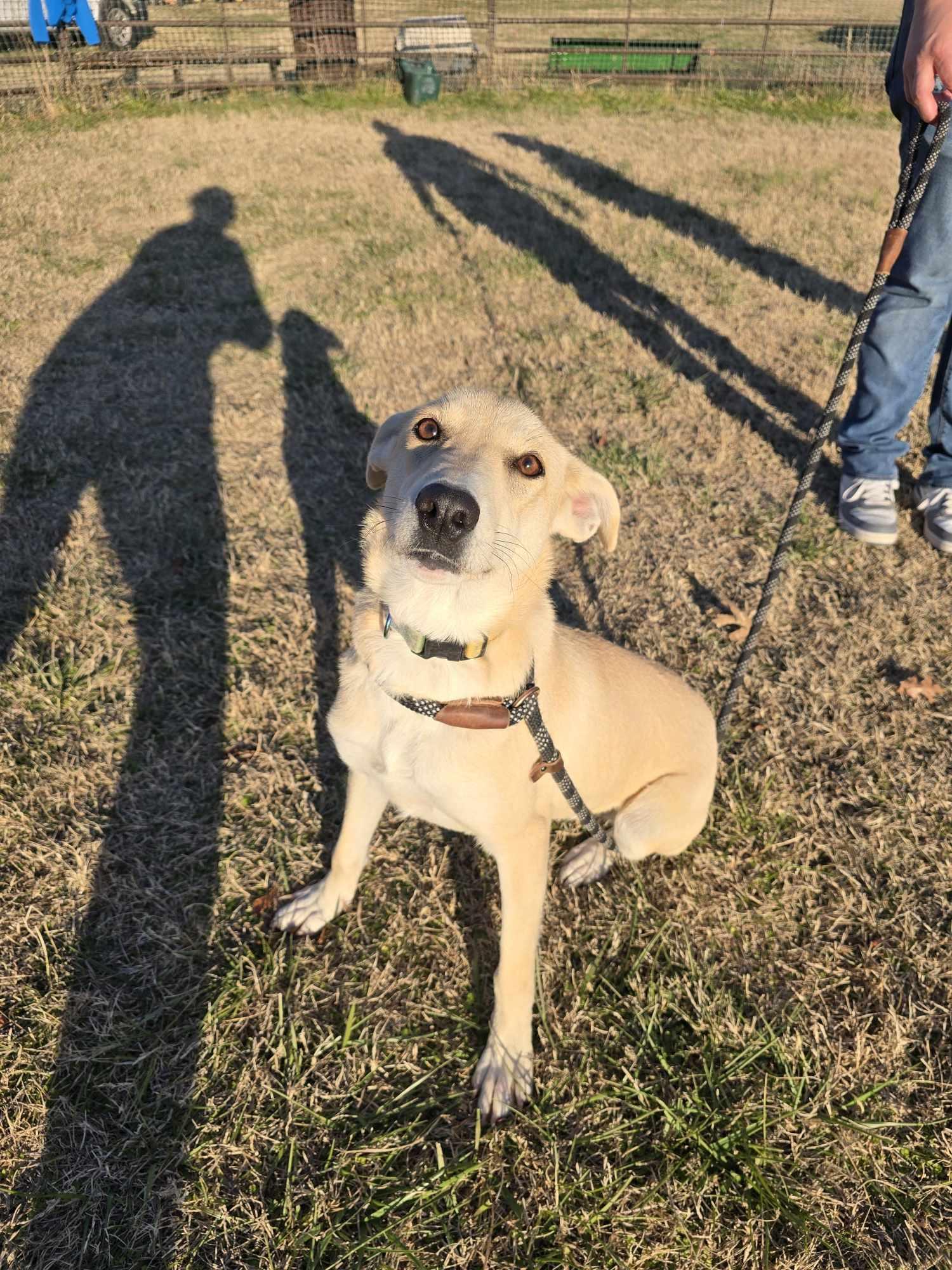Joaquin aka Quinn (Rescue), a Adoptable mixed breed in Springfield, MO image 2/5