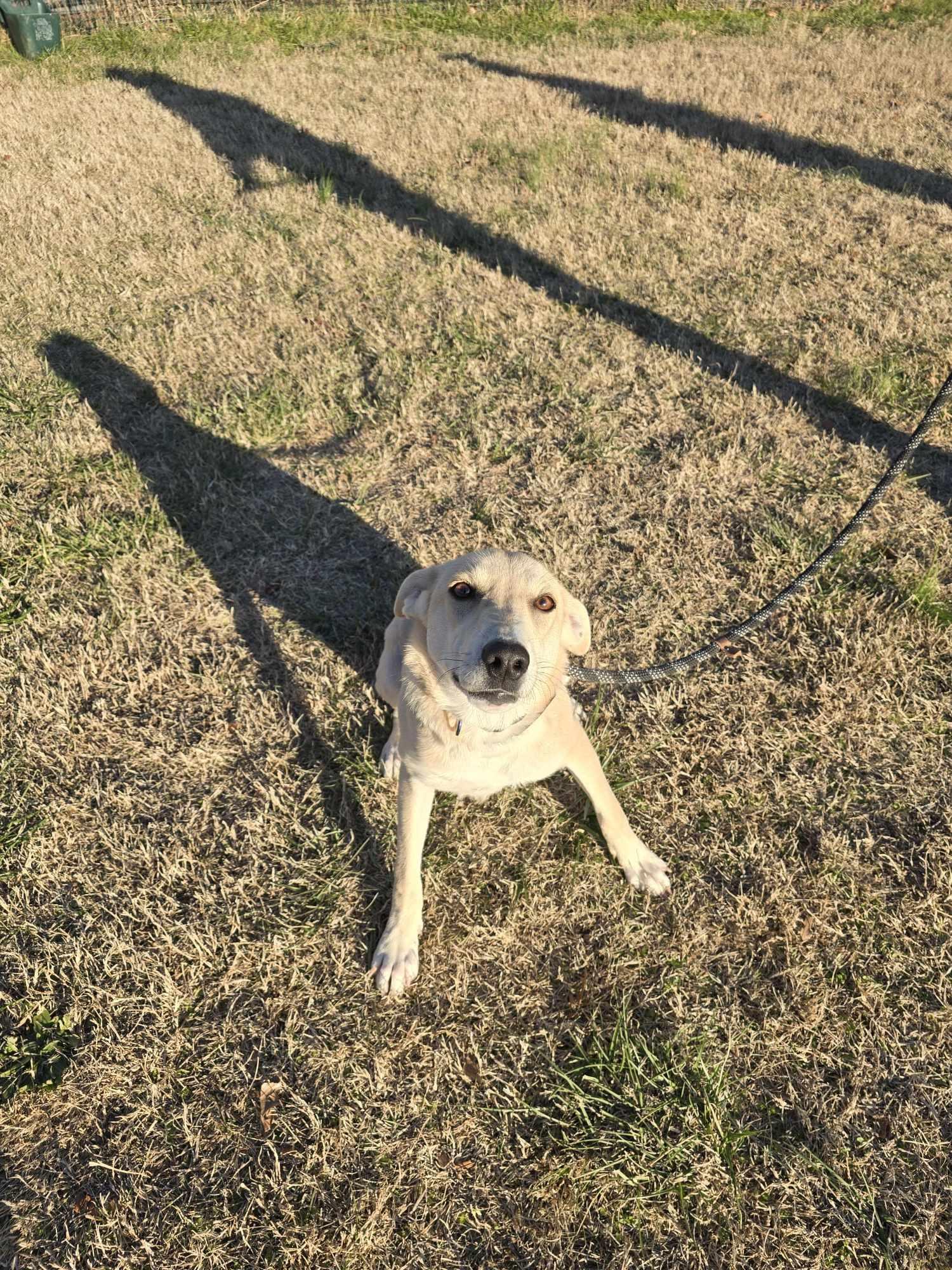 Joaquin aka Quinn (Rescue)