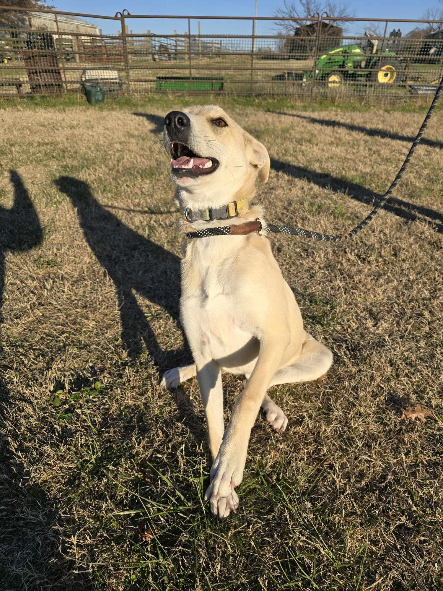 Joaquin aka Quinn (Rescue), a Adoptable mixed breed in Springfield, MO image 4/5