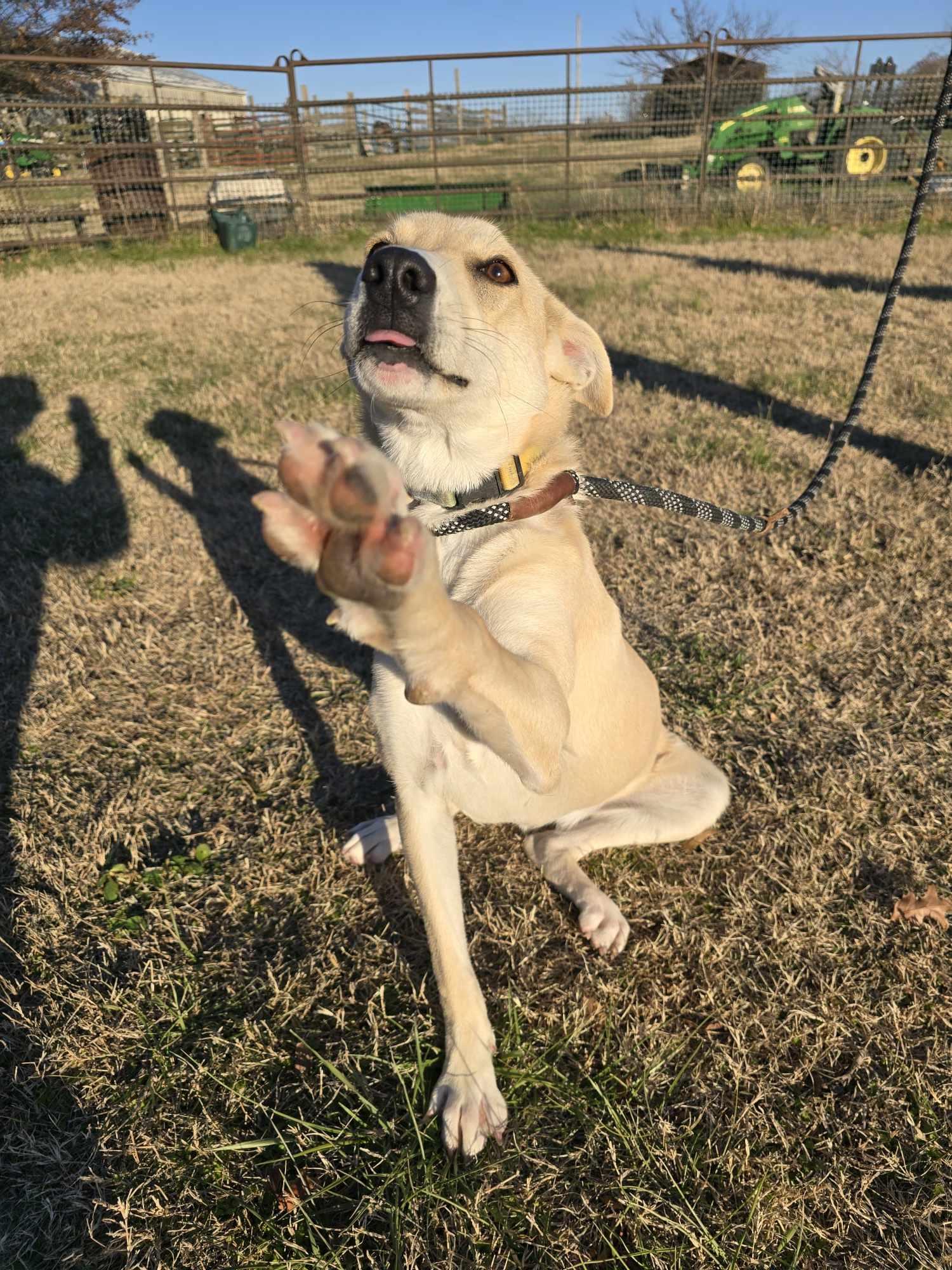 Joaquin aka Quinn (Rescue)