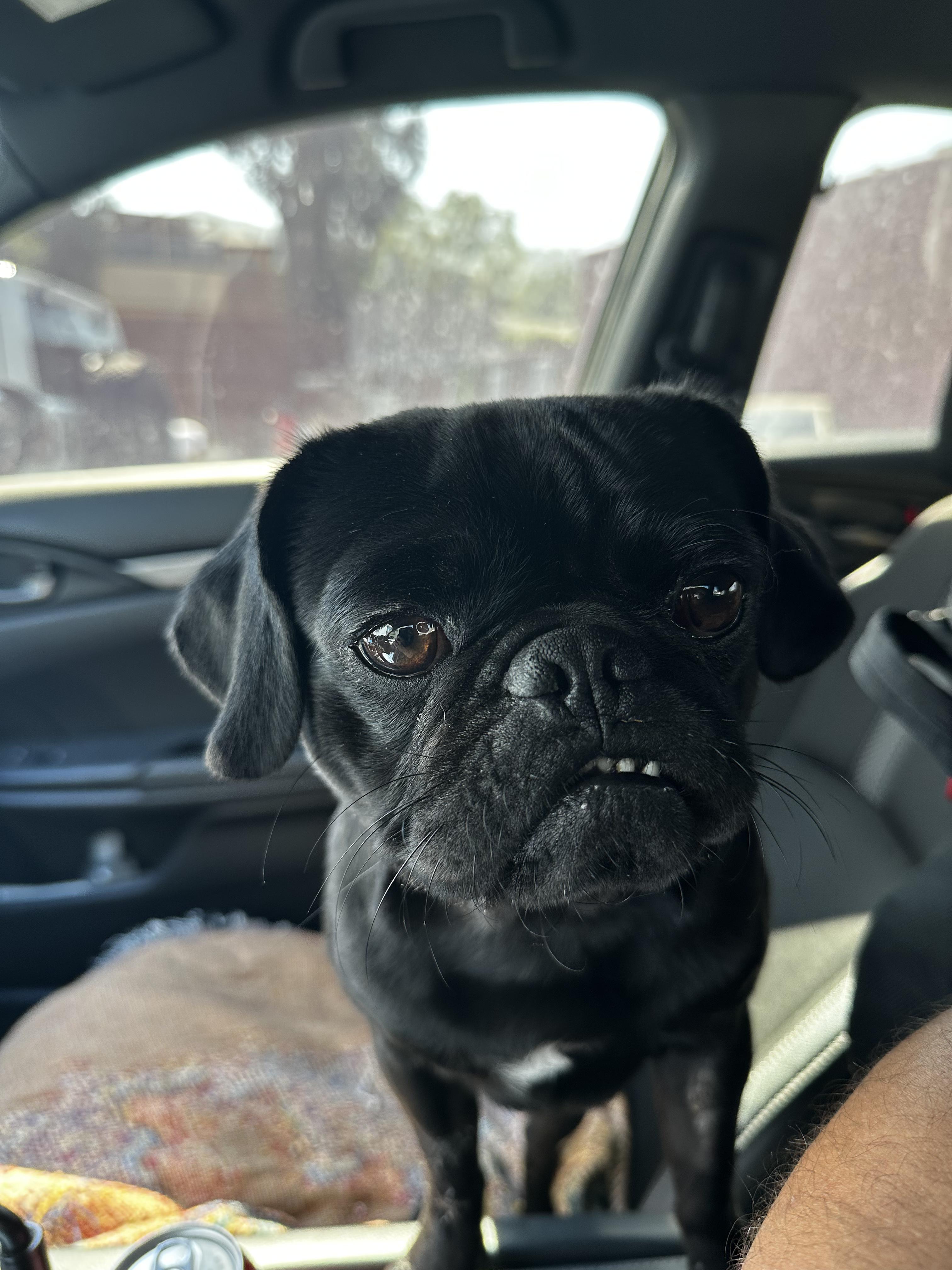 Enlarge Onyx, a Adoptable Pug in Murrieta, CA image 1/1