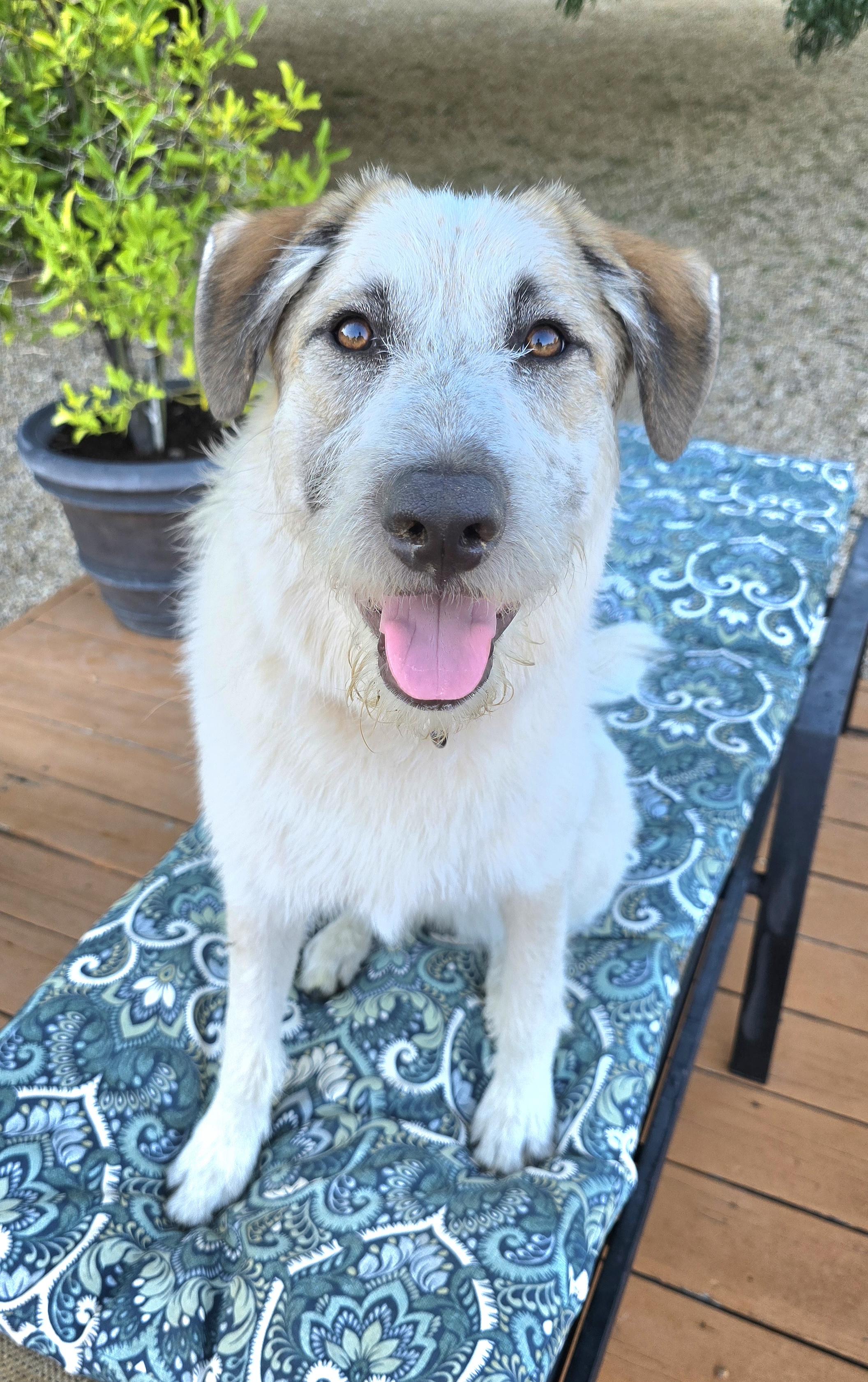 Kia, an adoptable Great Pyrenees, Australian Shepherd in Cottonwood, CA, 96022 | Photo Image 1