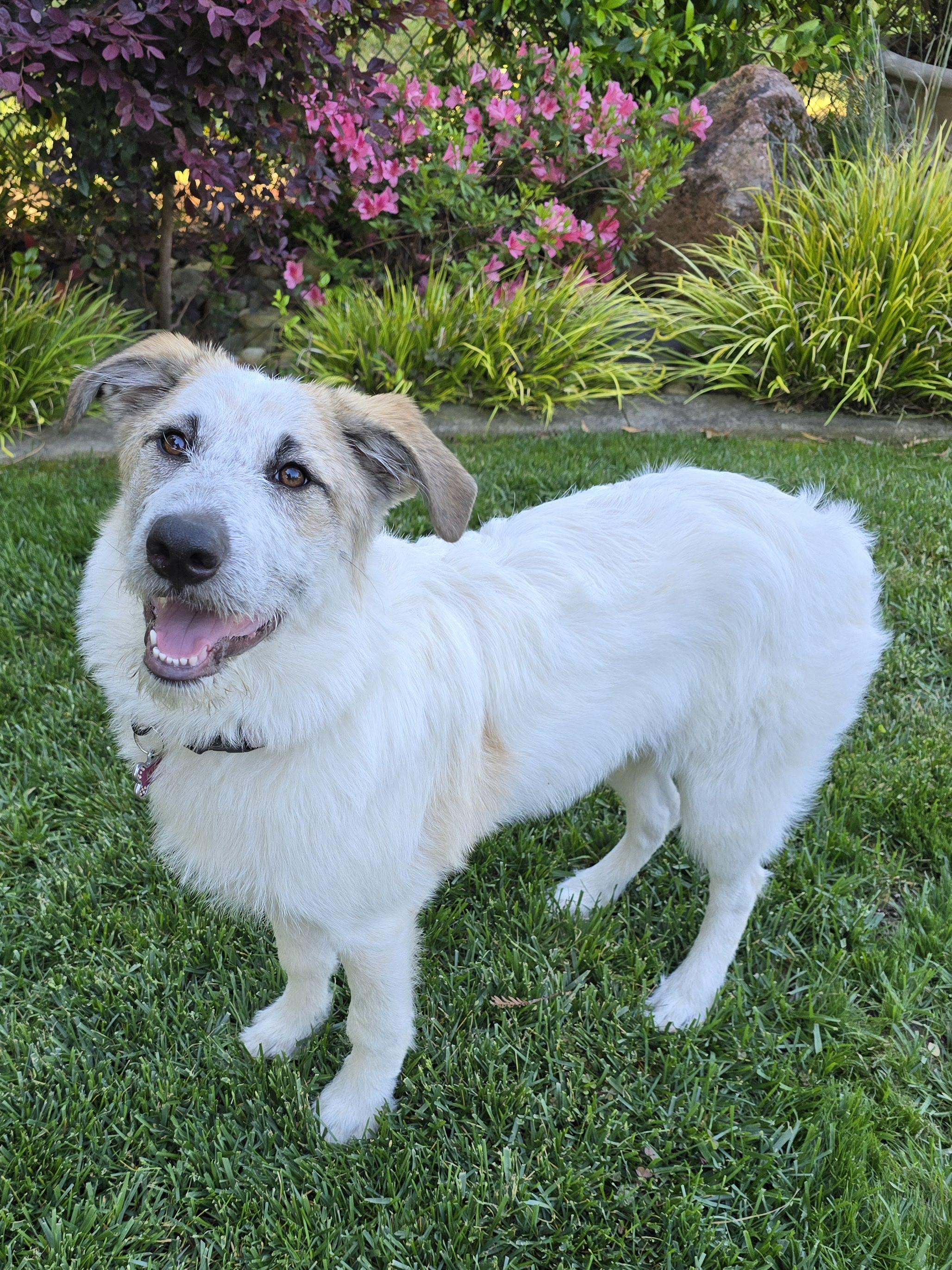 Kia, an adoptable Great Pyrenees, Australian Shepherd in Cottonwood, CA, 96022 | Photo Image 2