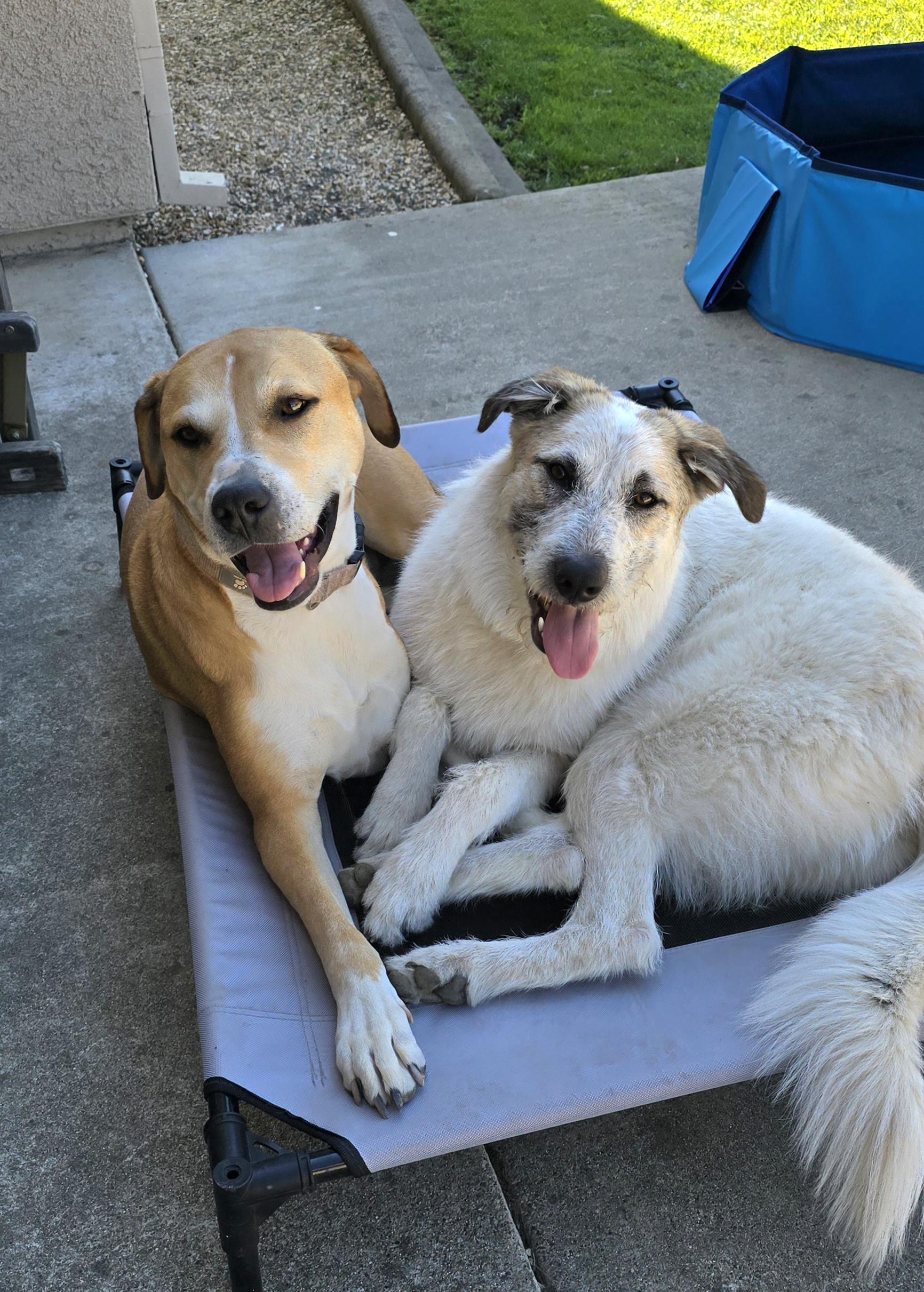 Kia, an adoptable Great Pyrenees, Australian Shepherd in Cottonwood, CA, 96022 | Photo Image 4