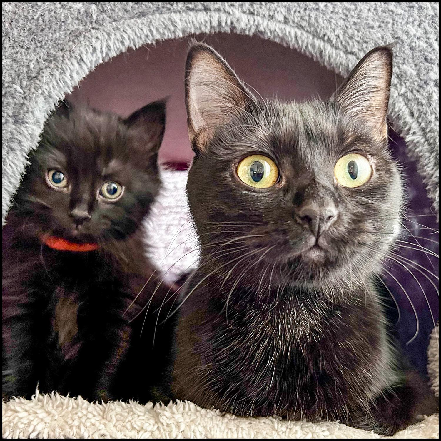 Lady, a ADOPTABLE mixed breed in Roswell, GA image 6/6