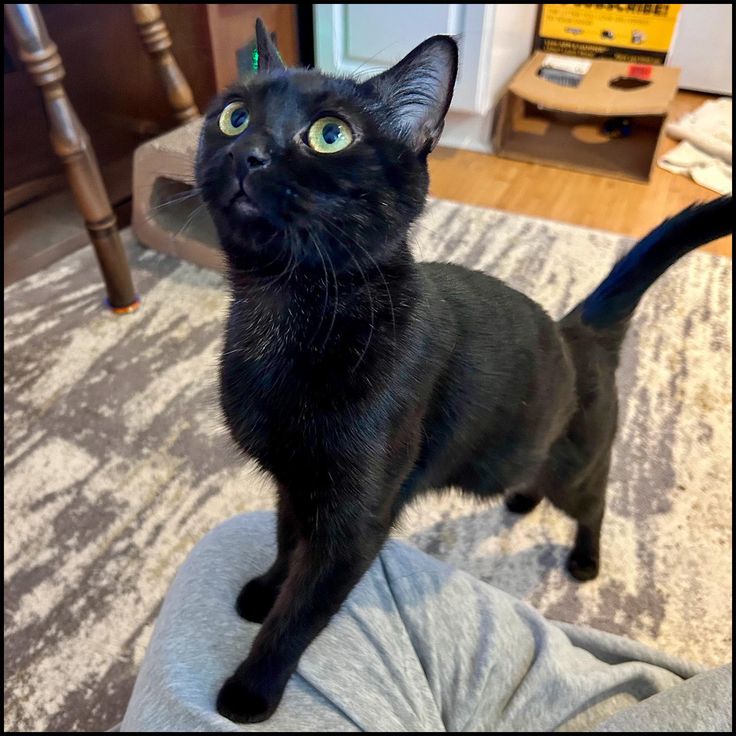 Lady, a ADOPTABLE mixed breed in Roswell, GA image 5/6