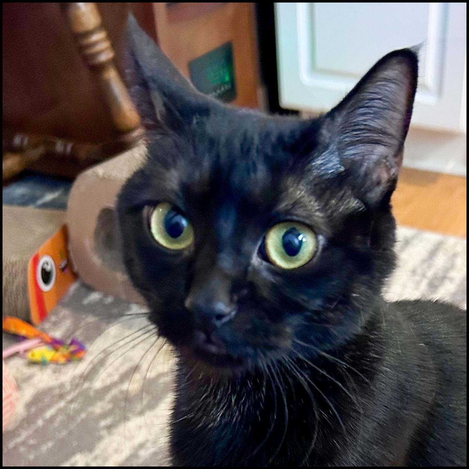 Lady, a ADOPTABLE mixed breed in Roswell, GA image 4/6