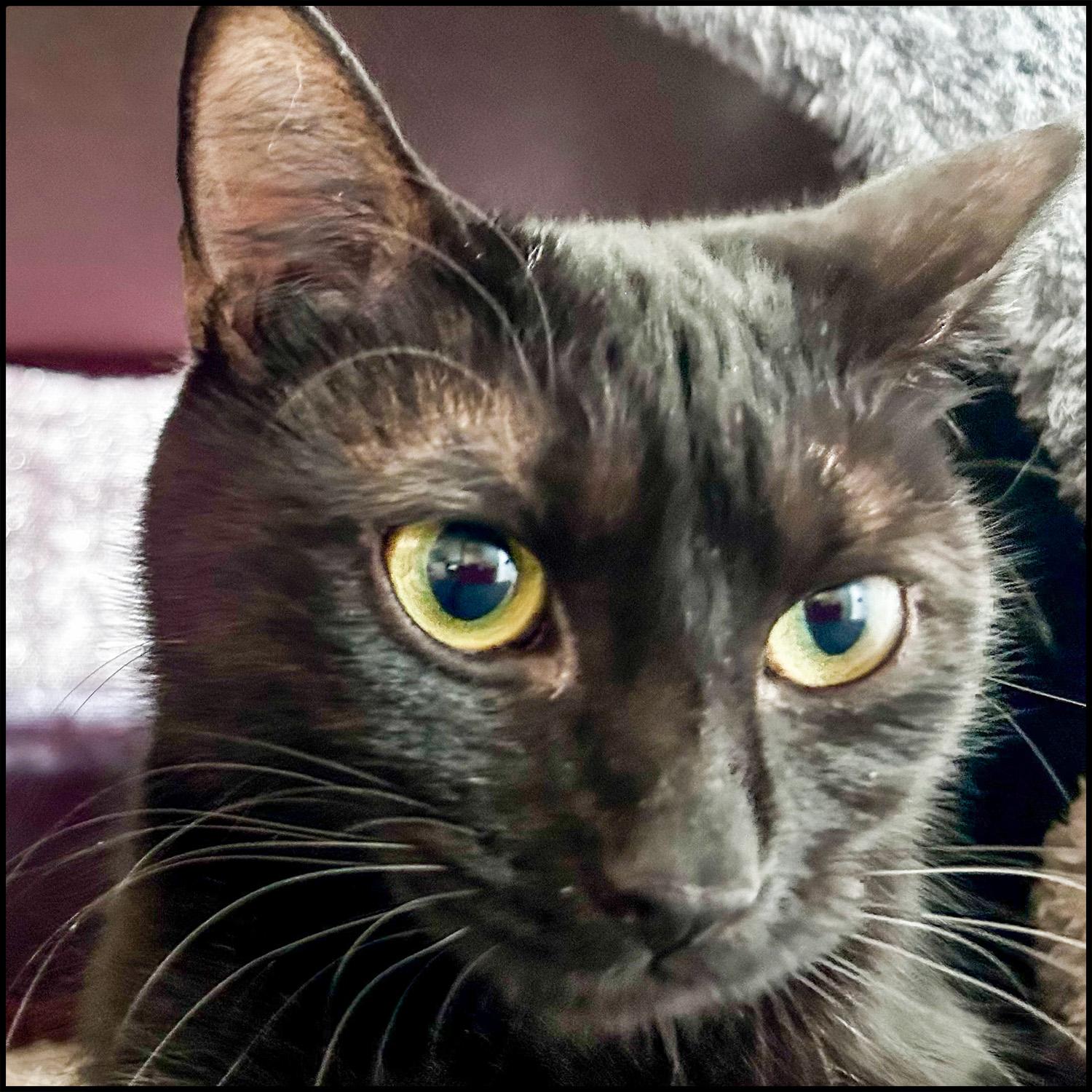 Lady, a ADOPTABLE mixed breed in Roswell, GA image 3/6