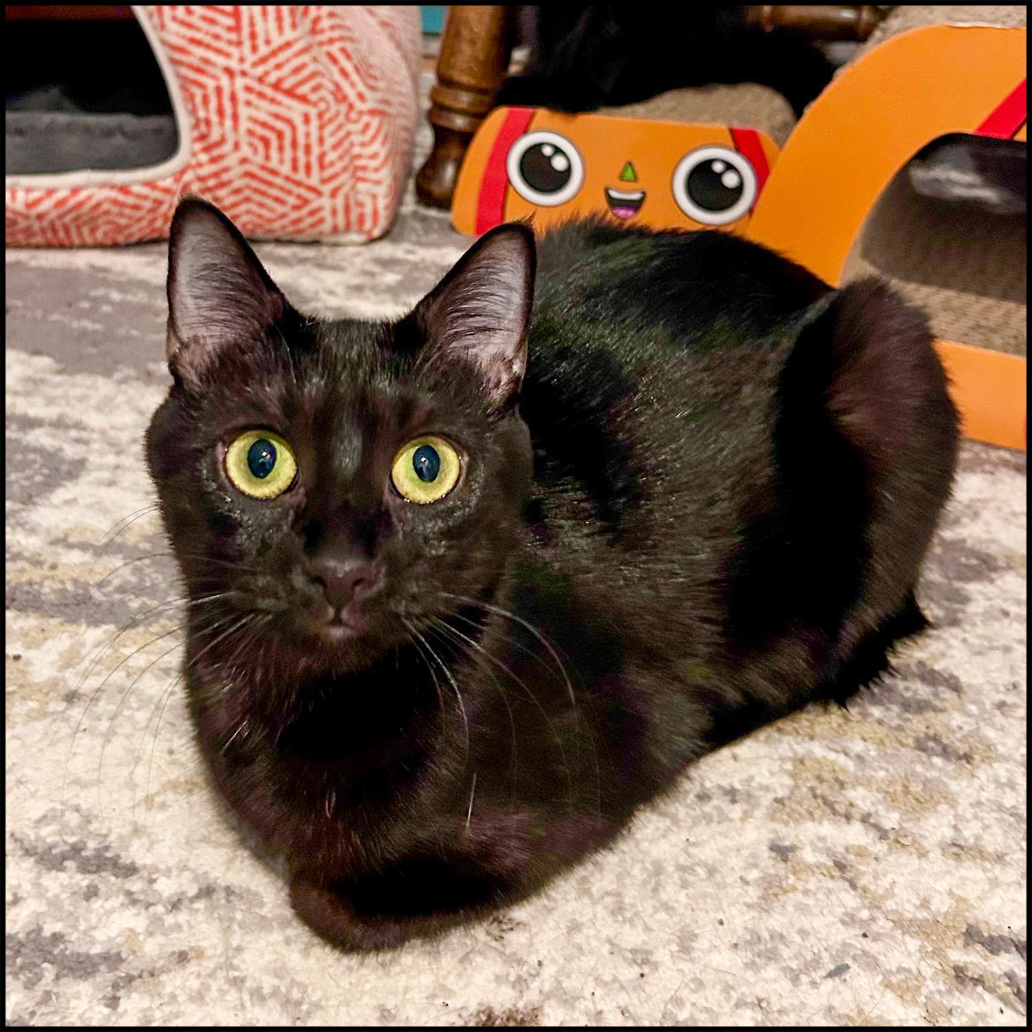 Lady, ADOPTABLE, Adult Female Domestic Short Hair.