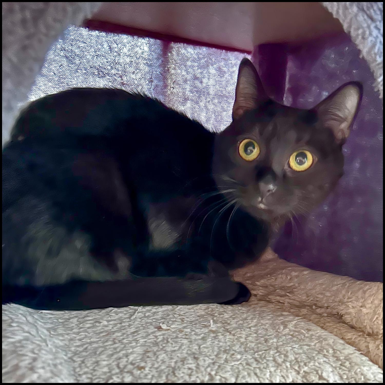 Lady, a ADOPTABLE mixed breed in Roswell, GA image 2/6