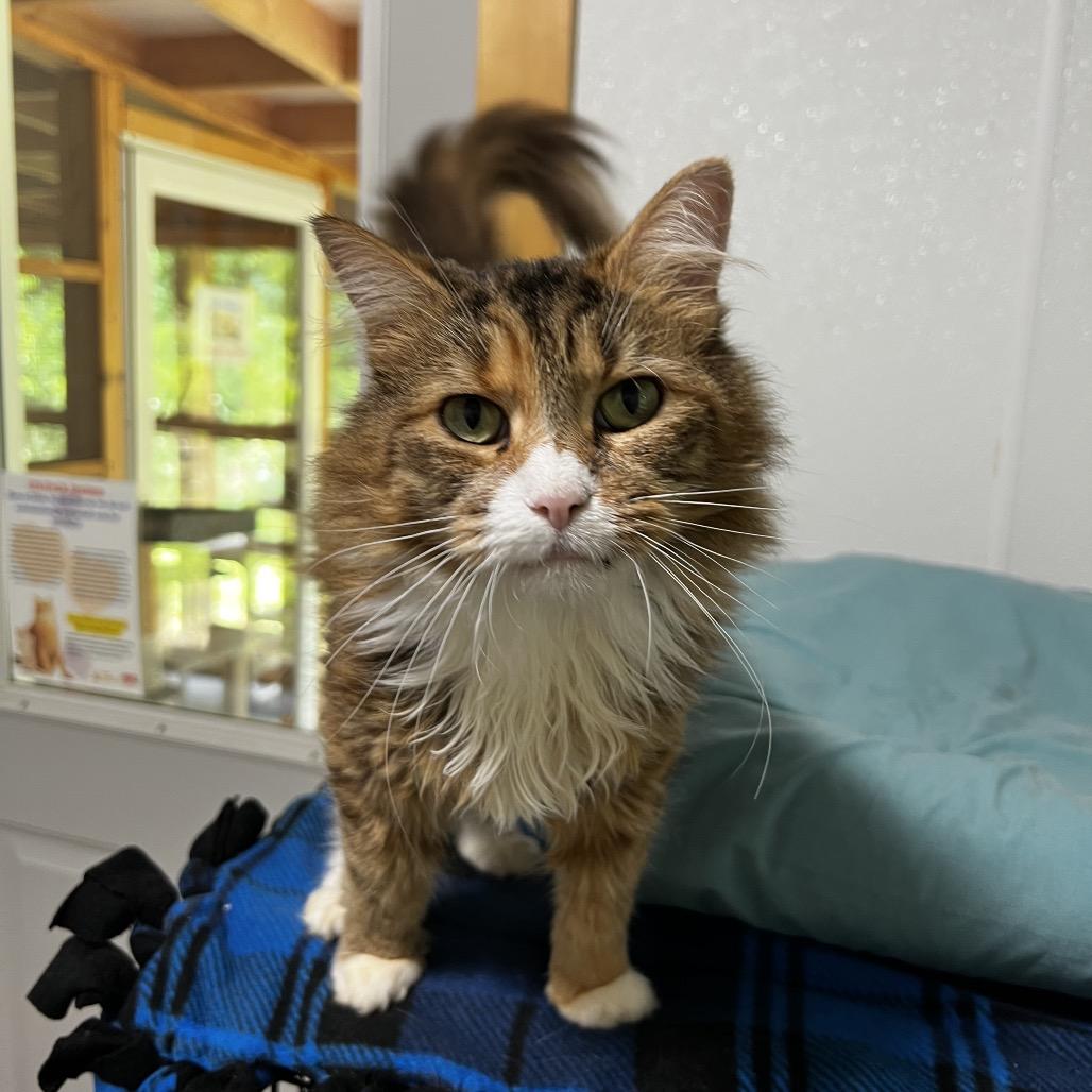 Enlarge Birdie, a Adoptable Domestic Long Hair in Brighton, MO image 1/4